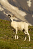 Dall sheep in Wrangell-St. Elias National Park Alaska