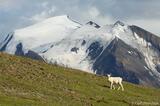 Dall sheep ewe, Wrangell-St. Elias National Park