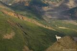 Dall Sheep ewe, Wrangell-St. Elias National Park, Alaska