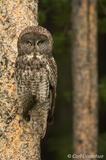 Great Gray Owl photo Alberta, Canada