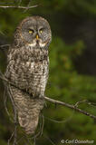 Great Gray Owl in the forest Alberta, Canada