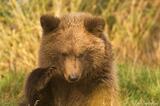 Grizzly bear cub Brooks River Alaska