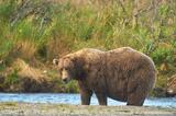 Male Alaska brown bear, Brooks River, Katmai Park,