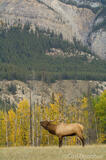 Bull elk bugling in Canadian Rockies photo