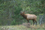 Bull elk bugling in pine forest Canadian Rockies photo
