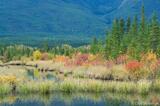 Fall Colors, Vermillion Lakes, Banff National Park, Canada.