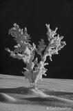Black and white photo willows, Wrangell-St. Elias National Park,