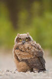 Great Horned Owl chick photo, Great Horned owlets