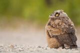 Great Horned Owl chick in Wrangell-St. Elias National Park