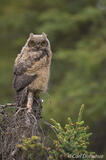 Great Horned Owl owlet Wrangell-St. Elias Alaska