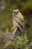 Great Horned Owl chick Wrangell St. Elias National Park, Alaska