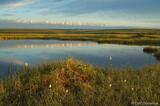 Cotton grass and kettle pond, Arctic National Wildlife Refuge