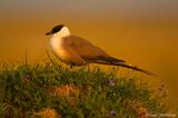 Long-tailed Jaeger perched on the ground, Alaska