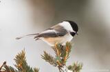 Black-capped Chickadee in Wrangell St. Elias National Park