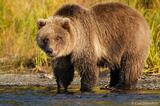 Alaska Grizzly bear cub Brooks River