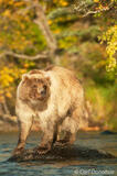 Blond colored grizzly bear fishing Katmai National Park