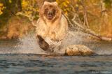 Grizzly bear chasing salmon, Katmai  National Park, Alaska.