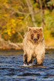 Blond colored grizzly bear Brown bear Alaska