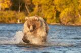 Grizzly bear chasing Sockeye Salmon