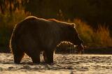 Backlit grizzly bear Katmai  National Park, Alaska