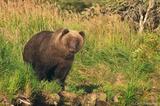 Alaska Brown bear Katmai National Park