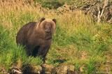 Alaska grizzly bear Katmai National Park