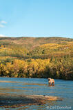 Alaska brown bear feeding on salmon Brooks River
