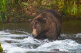 Alaska Fat bears Katmai National Park