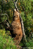 Large adult grizzly bear boar scratching on tree