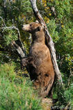 Large adult brown bear boar scratching on tree
