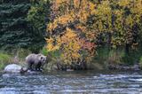 Alaska Brown bear and fall colors