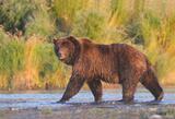 Alaska grizzly bear fishing for salmon, Brooks River
