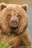 Grizzly bear headshot, Katmai National Park, Alaska
