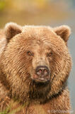 Brown bear portrait, Katmai National Park, Alaska