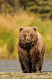 Grizzly bear photo, Katmai National Park, Alaska
