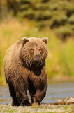 Brown bear approaching, Katmai National Park, Alaska
