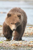 Grizzly bear cub, (Ursus arctos), Katmai National Park, Alaska.