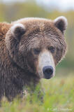 Brown bear in Katmai National Park, Alaska