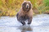 Slow shutter speed photo of a grizzly bear running, Brooks River