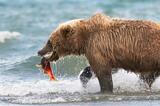Alaska brown bear with Sockeye Salmon