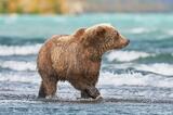 Alaska brown bear walking the shoreline