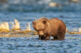 Grizzly bear cub in Brooks River Alaska
