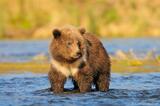 Grizzly bear cub (Ursus arctos), Katmai National Park, Alaska.
