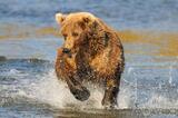 Adult female brown bear chasing salmon