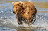Brown bear chasing after Sockeye Salmon