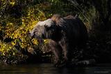 Grizzly bear and fall colors, Katmai National Park, Alaska.
