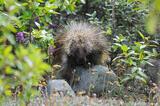 Porcupine, Wrangell-St. Elias National Park, Alaska