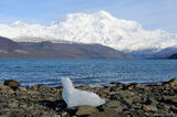 A seal-shaped iceberg at Icy Bay and Mt. St. Elias photo
