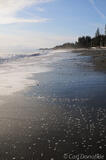 Beach, Wrangell - St. Elias National Park