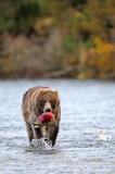 Brown bear carrying a Sockeye salmon photo